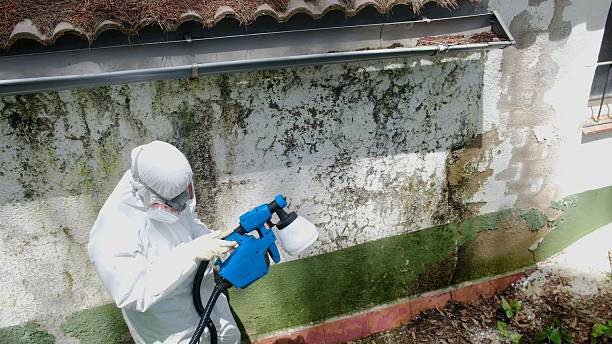 Top rated local Mold Remediation specialists in Maywood, NJ